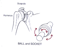 Ball And Socket