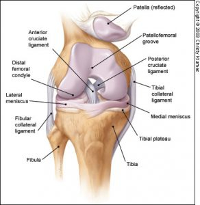 Knee anatomy